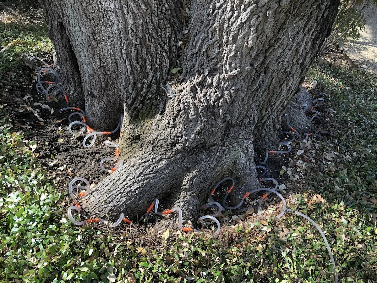 Detailed Tree Cabling and Bracing job site in Tolley