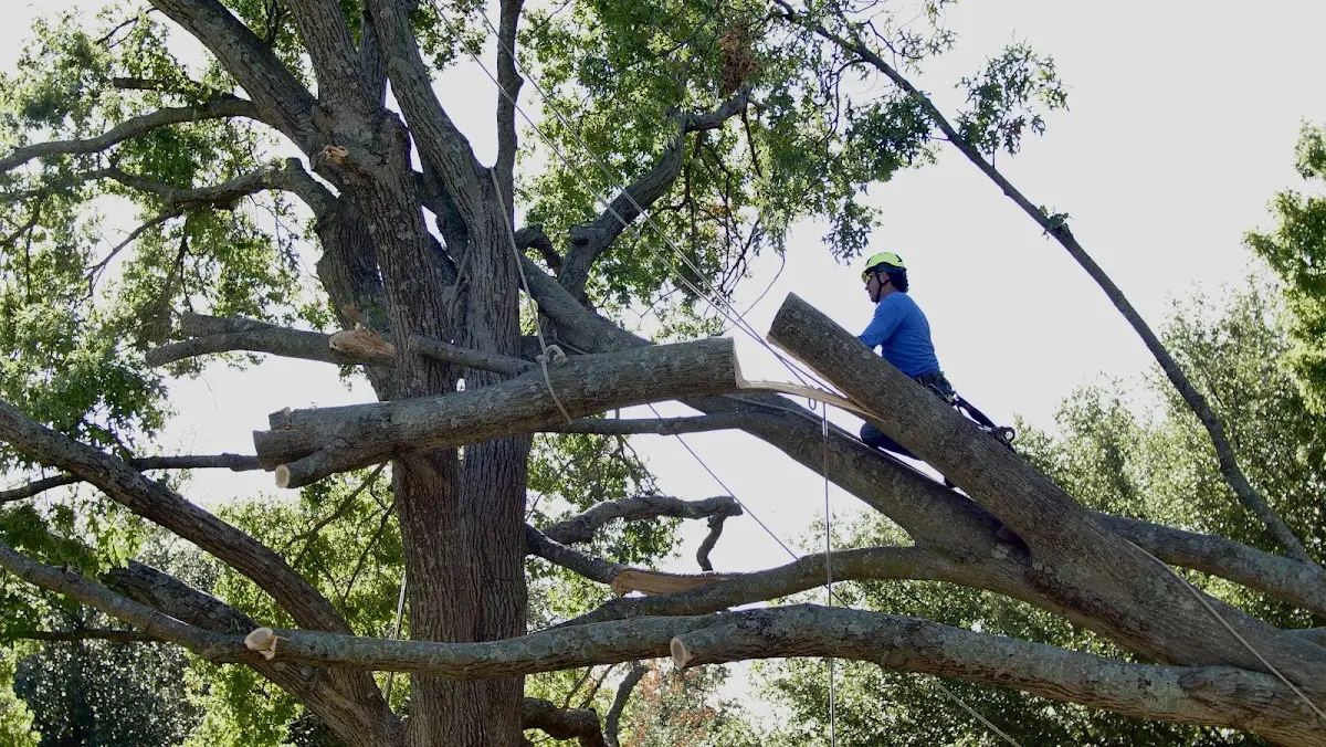 Professional Crown Thinning performed by certified arborists in Tolley