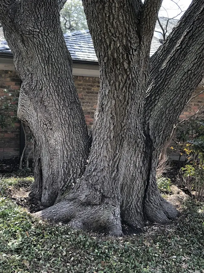 Mature heritage tree close to a Tolley property cared for by certified arborists
