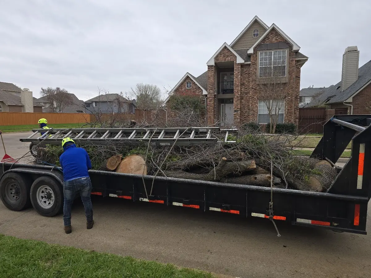 Expert Tree Pest Control with proper safety equipment in Tolley